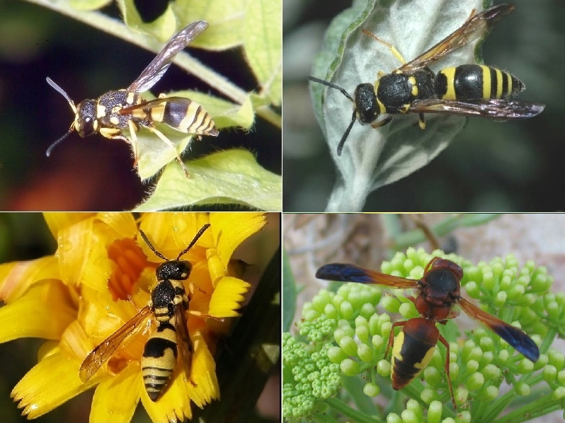 Imenotteri Vespidae Eumeninae, un esempio dell''infinita biodiversit